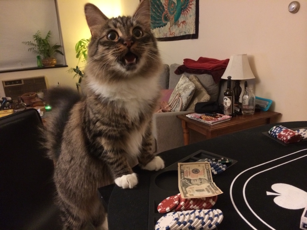 Кот приглашает сыграть в покер