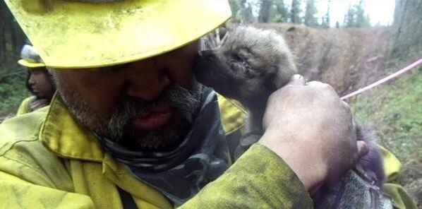 На Аляске пожарные спасли из огня пятерых волчат