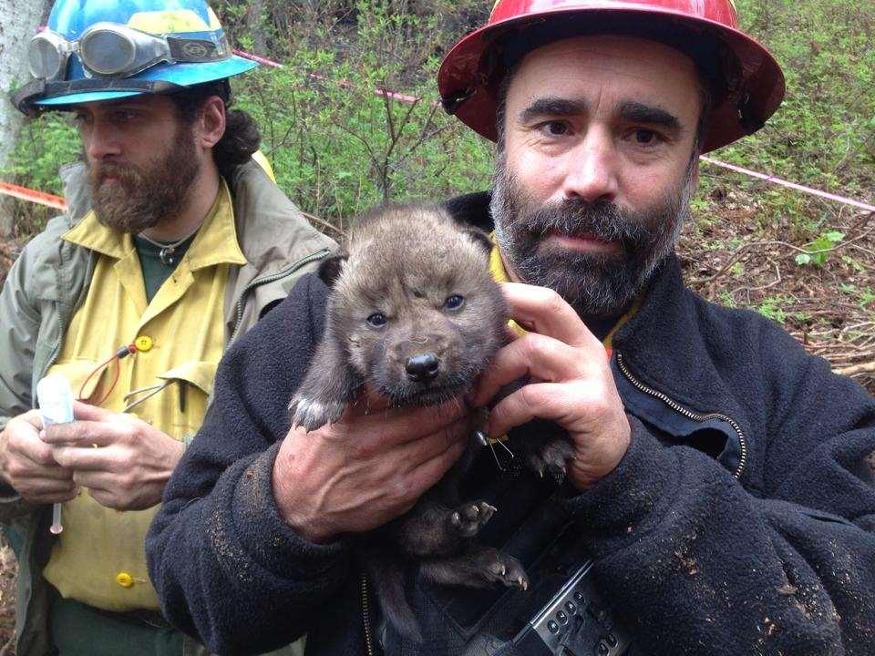 На Аляске пожарные спасли из огня пятерых волчат