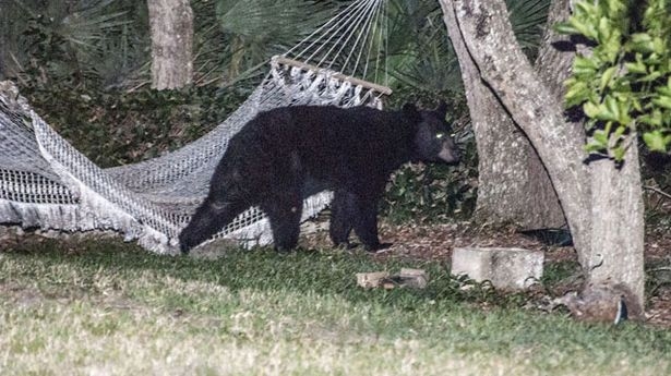 Медведь прилег отдохнуть в гамаке