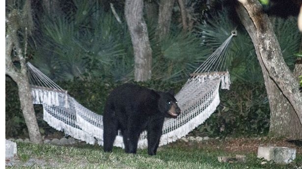 Медведь прилег отдохнуть в гамаке
