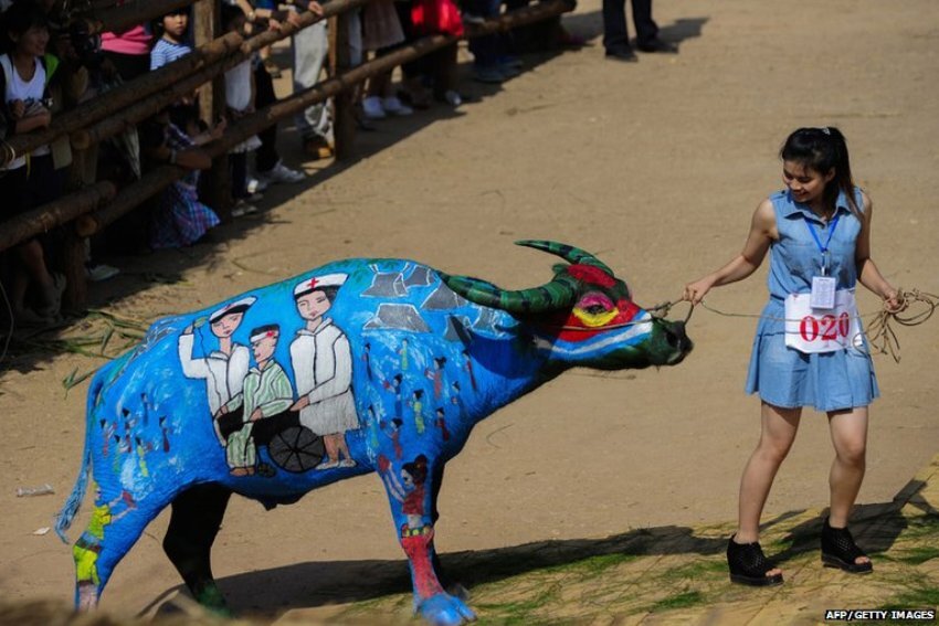 Необычный конкурс «буйволиного бодиарта» в Китае