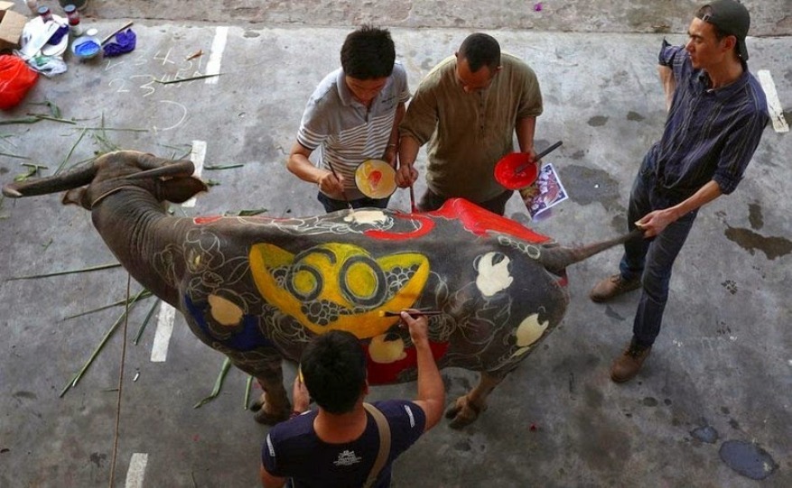 Необычный конкурс «буйволиного бодиарта» в Китае
