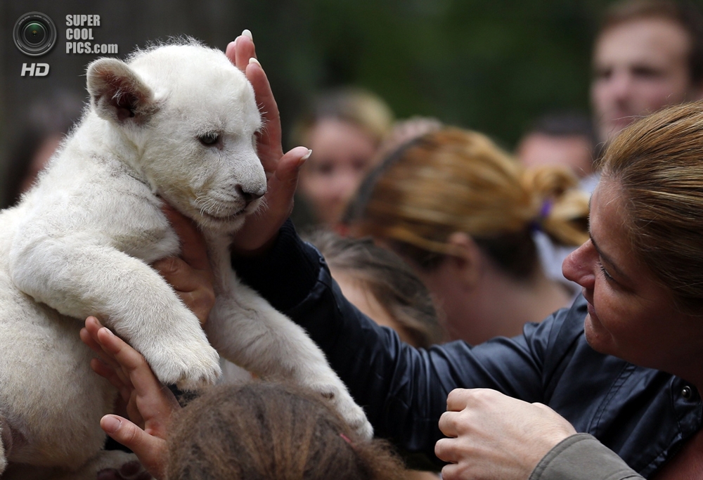 В венгерском зоопарке появились очаровательные белые львята