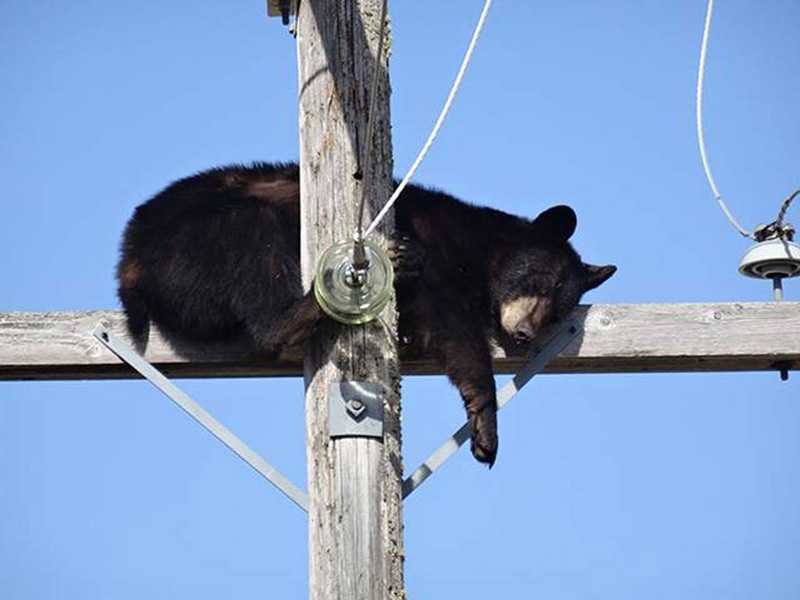Уставший медведь уснул на опоре ЛЭП