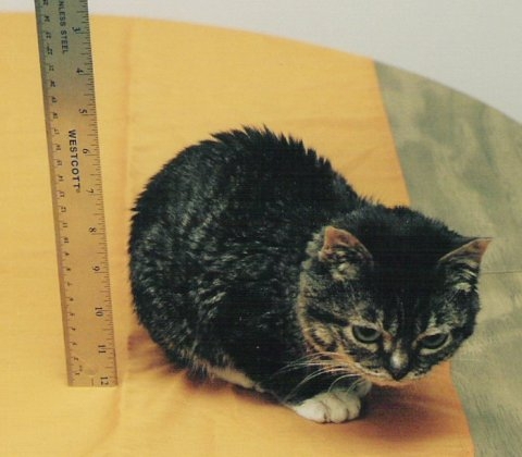 Самый маленький кот в мире