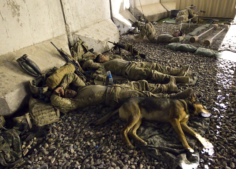 Нелегкая собачья работа в Афганистане