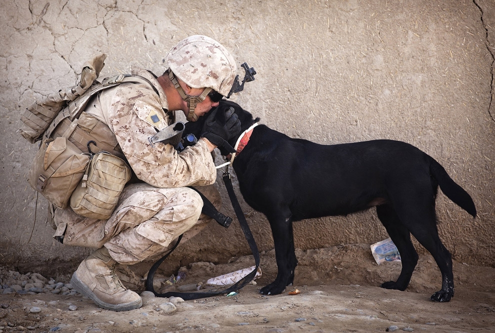 Нелегкая собачья работа в Афганистане