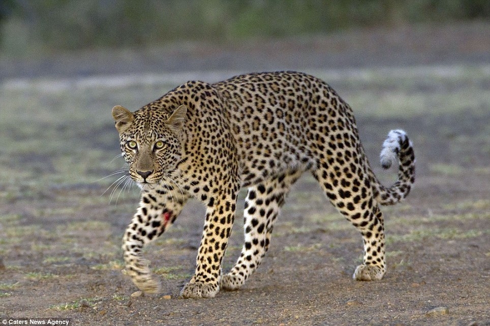 Схватка леопарда и дикобраза