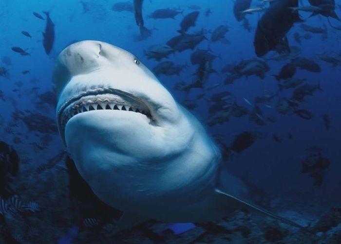 Девушка чудом выжила после ужасного укуса акулы