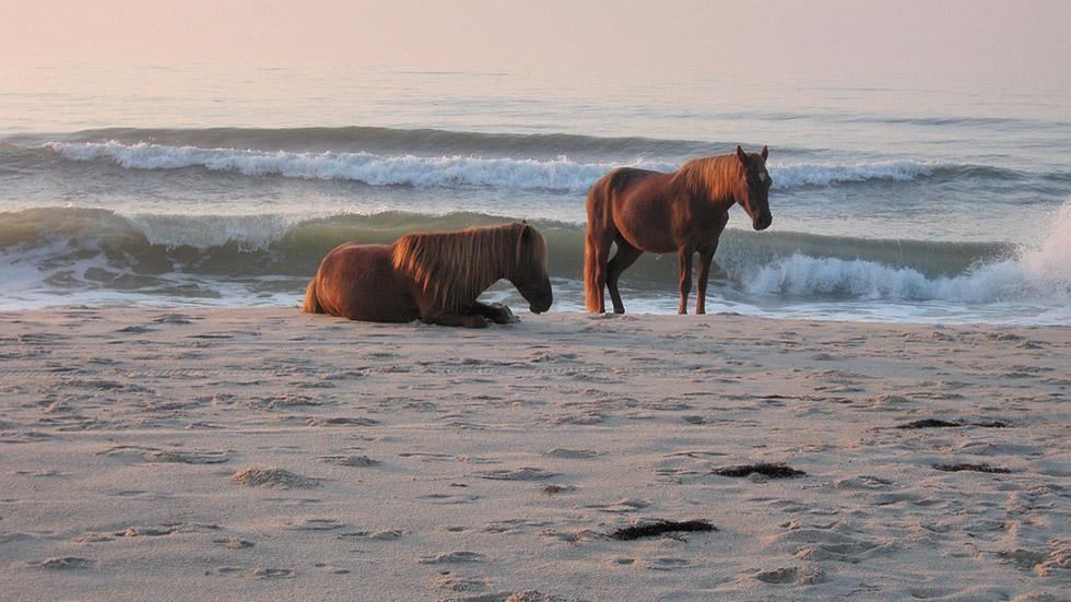 Лошади отдыхают на пляже 
