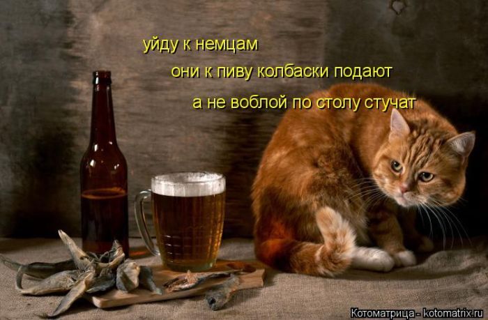 Лучшие котоматрицы недели 