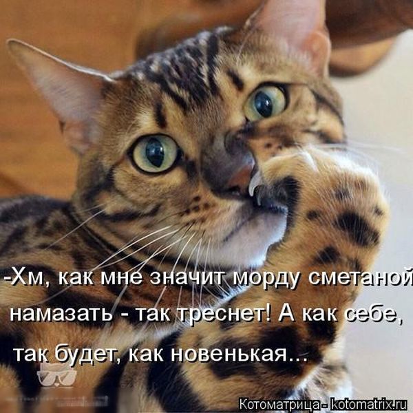 Лучшие котоматрицы недели 