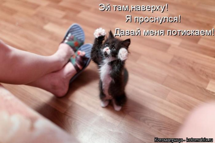 Лучшие котоматрицы недели 