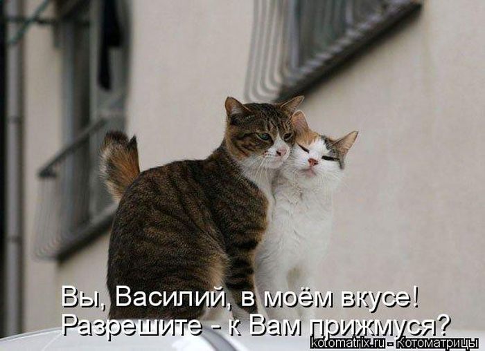 Лучшие котоматрицы недели 