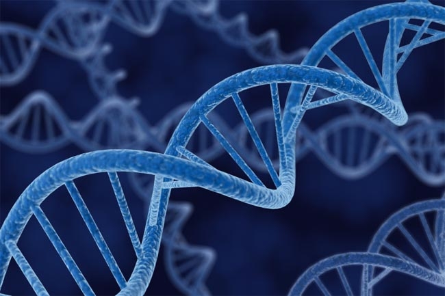 Программа, способная создавать трехмерную модель лица по ДНК
