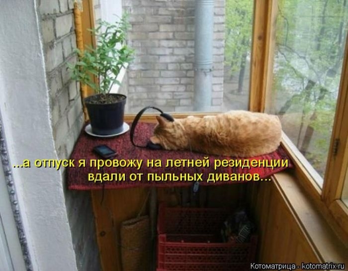 котоматрицы 