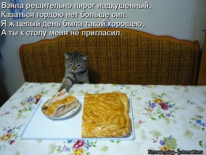 котоматрицы 