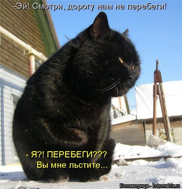 котоматрицы 