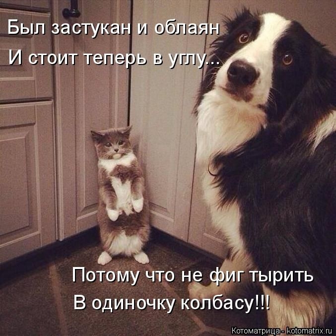 котоматрицы 