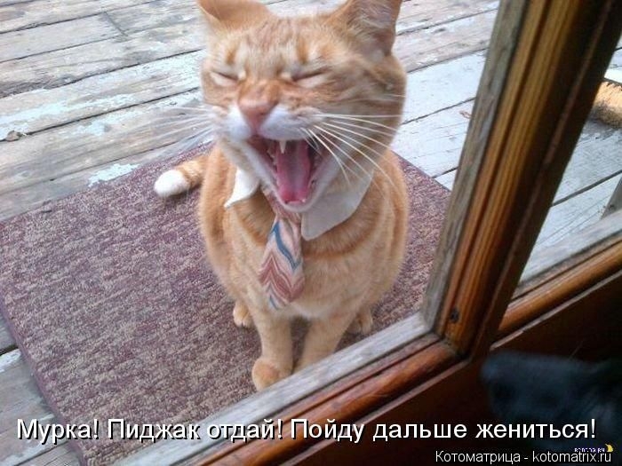 котоматрицы 