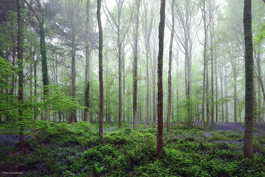 Мистический лес в Бельгии.