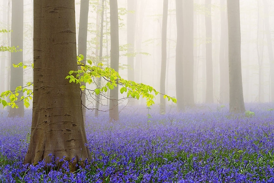 Мистический лес в Бельгии.