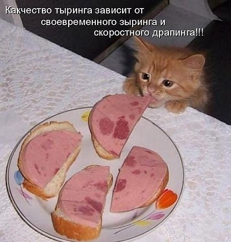 Кошачьи демотиваторы