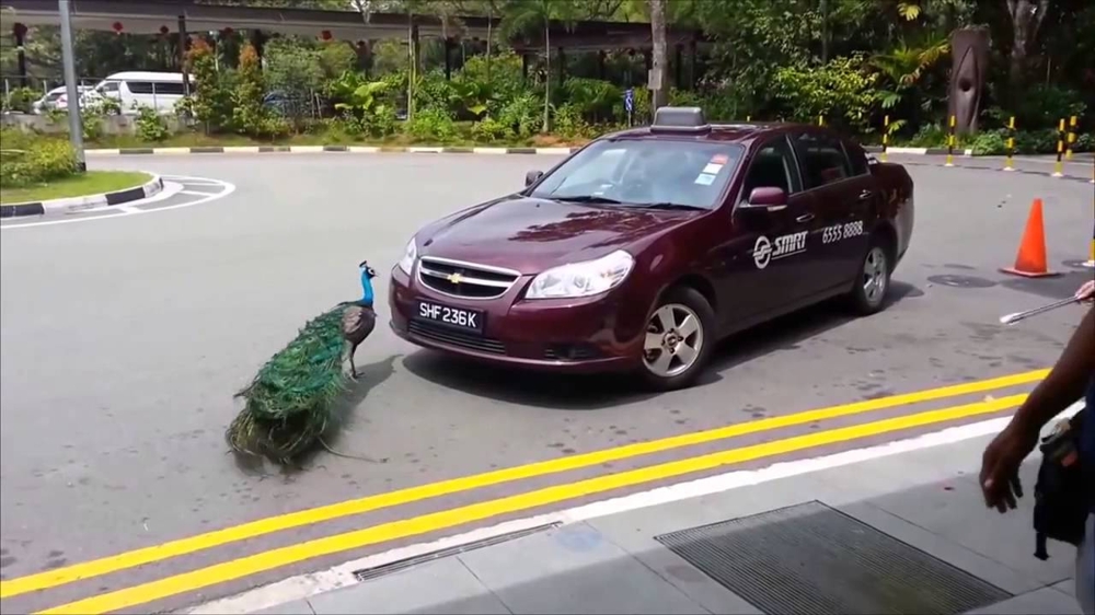 Боевой павлин в Сингапуре 