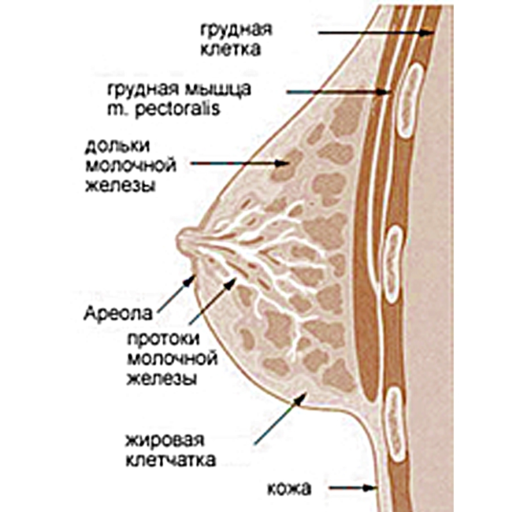 Женская грудь. Цифры и факты.