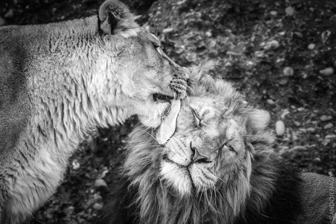 Львы тоже любят