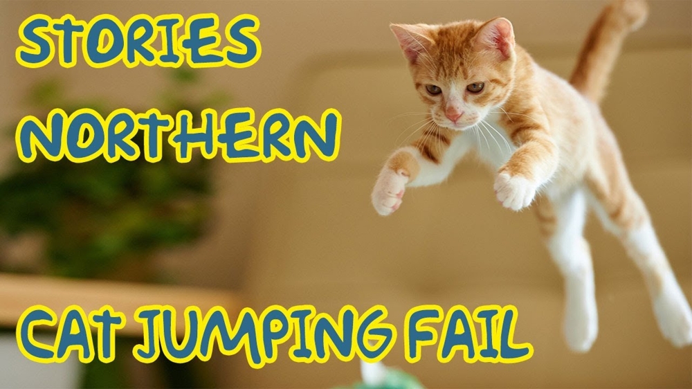 Не удачные прыжки котов 