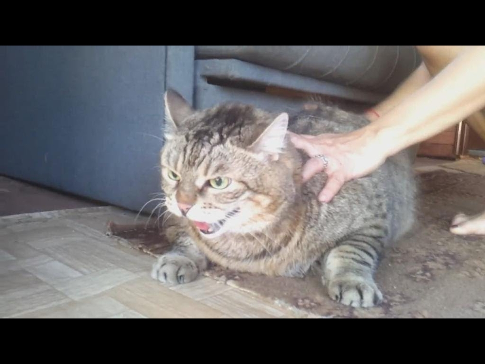 Злющий толстый кот 