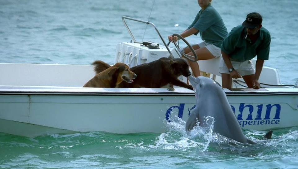 Встреча собак с дельфином