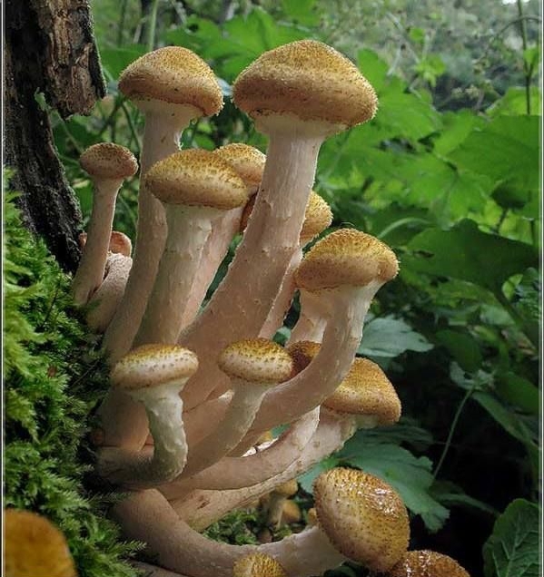 Факты о «грибной охоте»