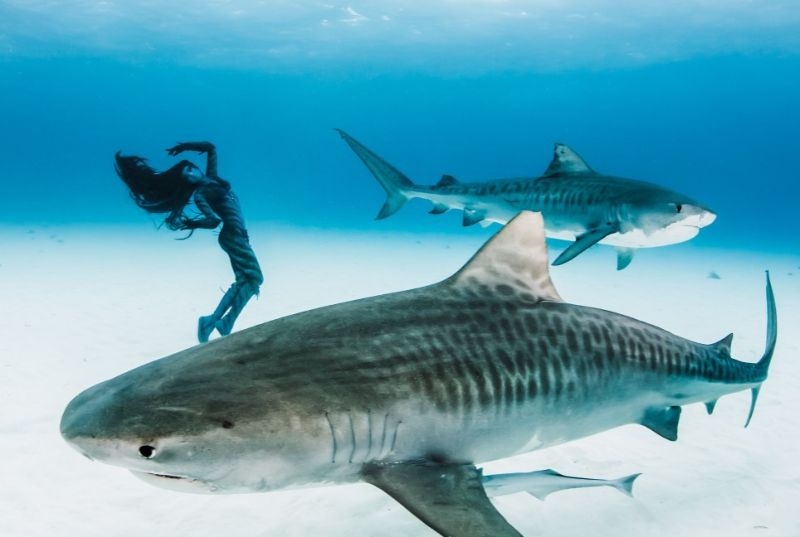 Смертельный танец модели с тигровыми акулами