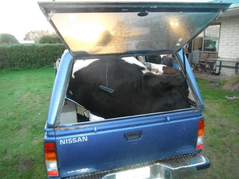  Водитель технично уложил корову в багажник