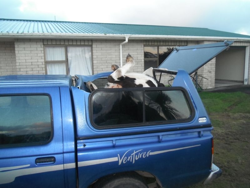  Водитель технично уложил корову в багажник