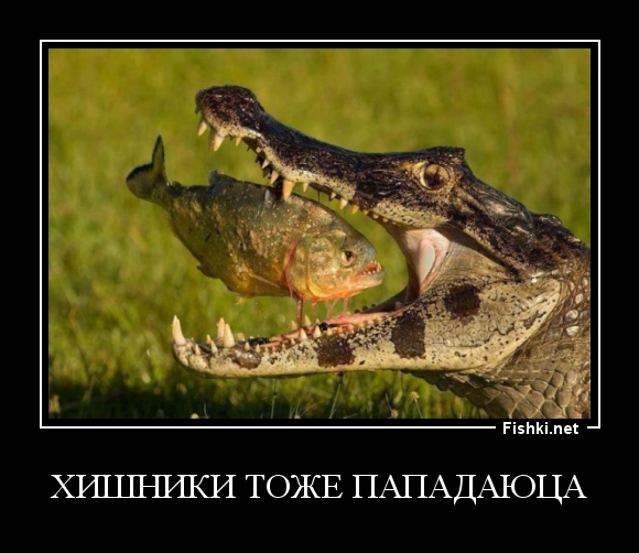хишники тоже пападаюца