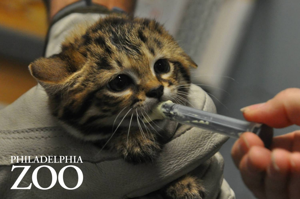 Филадельфийский зоопарк показал своих первых черноногих котят