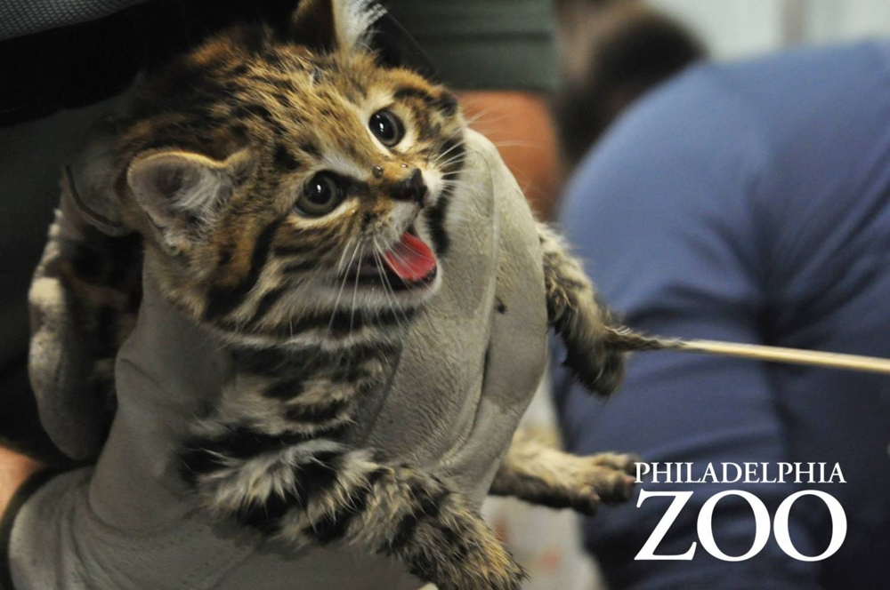 Филадельфийский зоопарк показал своих первых черноногих котят