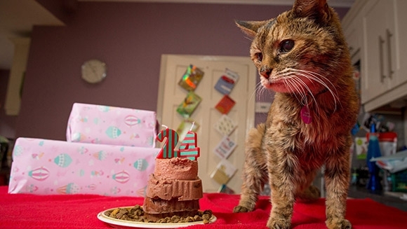 Самая старая кошка в мире умерла в Британии в 24 года