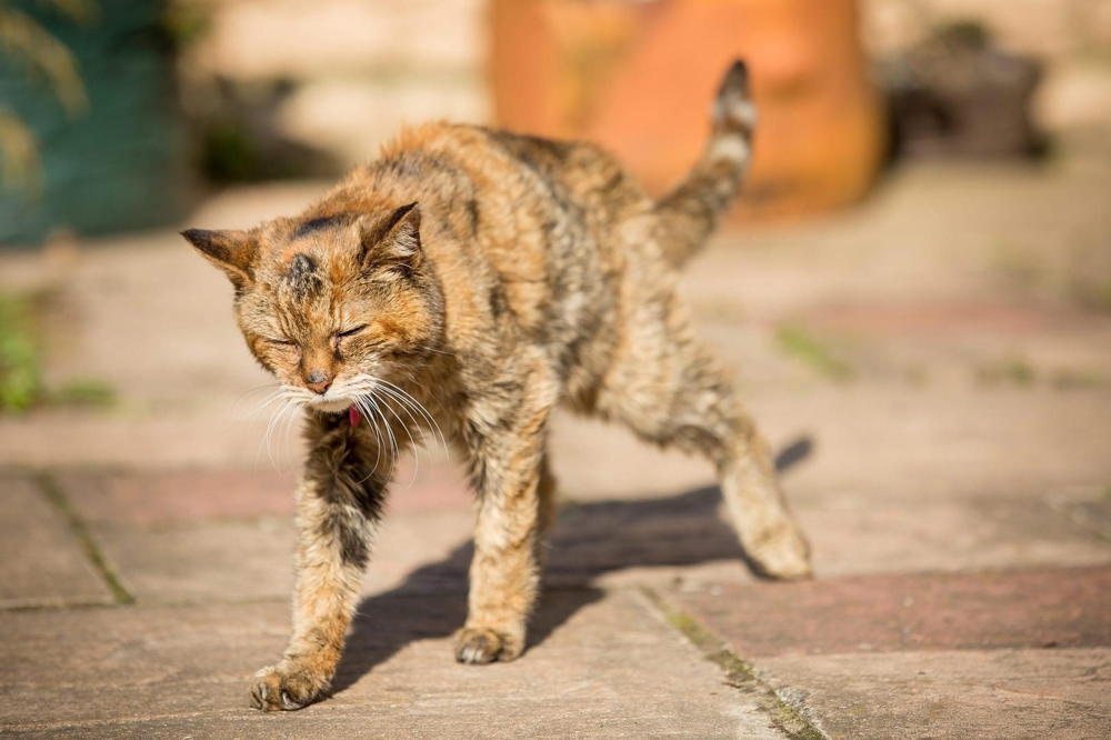 Самая старая кошка в мире умерла в Британии в 24 года