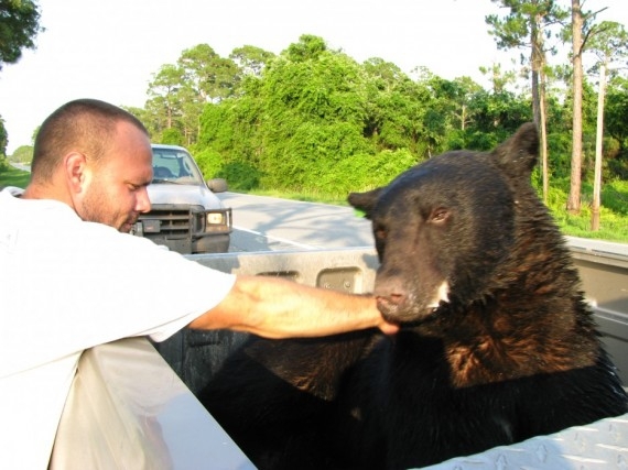 Спасение тонущегого медведя