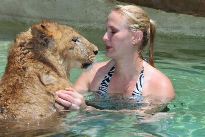 Лев, тигр и медведь гризли плавают вместе