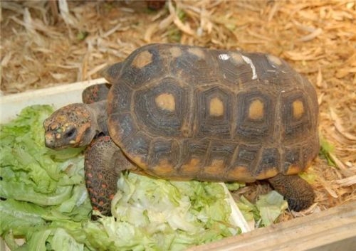 Черепаха 30 лет жила без еды в чулане