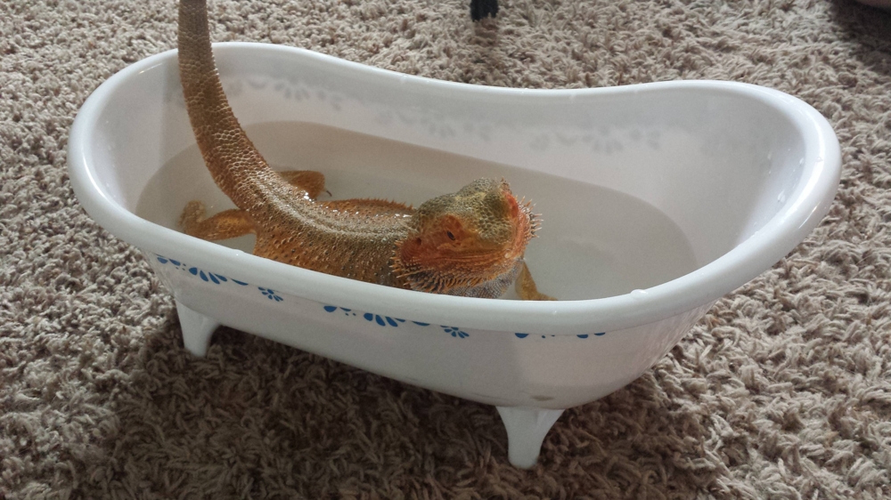 Ящерица принимает ванну