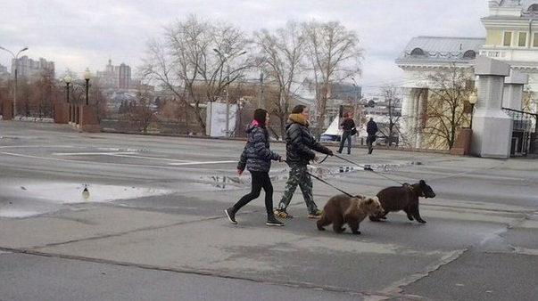 Такое возможно только в России