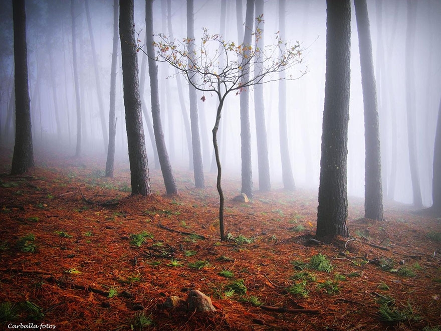 Мистический испанский лес запечатлённый фотографом Guillermo Carballa.