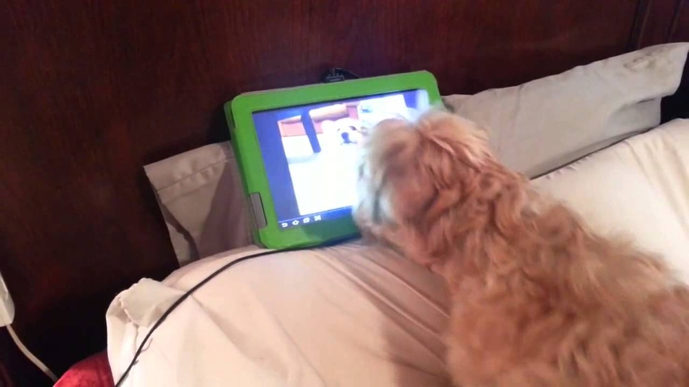 Собаку переполнили эмоции,когда увидела подругу через видеосвязь! 